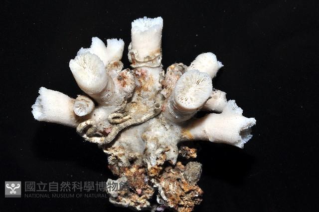 軸樹珊瑚(軸木珊瑚)藏品圖，第7張