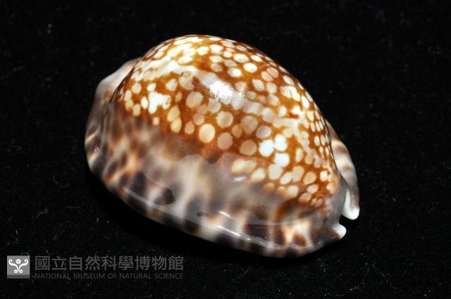 扁緣寶螺藏品圖，第7張