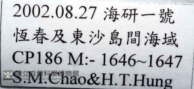 未知種橈足類藏品圖，第7張