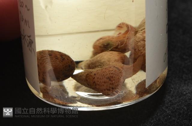 網蜷藏品圖，第7張