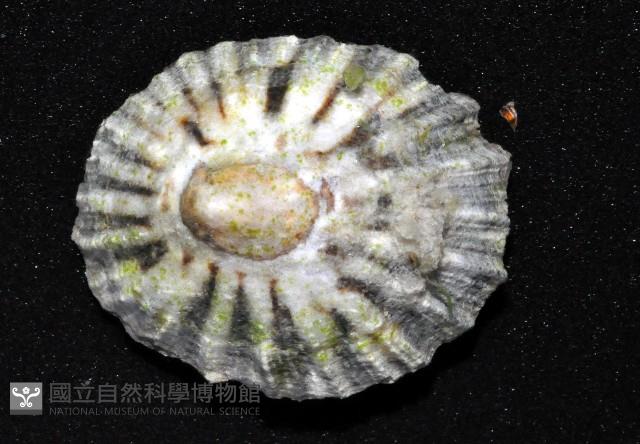 登錄號:007474-00019藏品圖，第7張