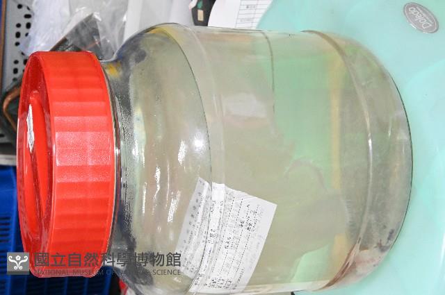 未知種海月水母藏品圖，第7張