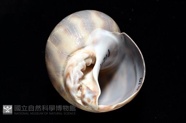 皮氏鳳螺藏品圖，第7張