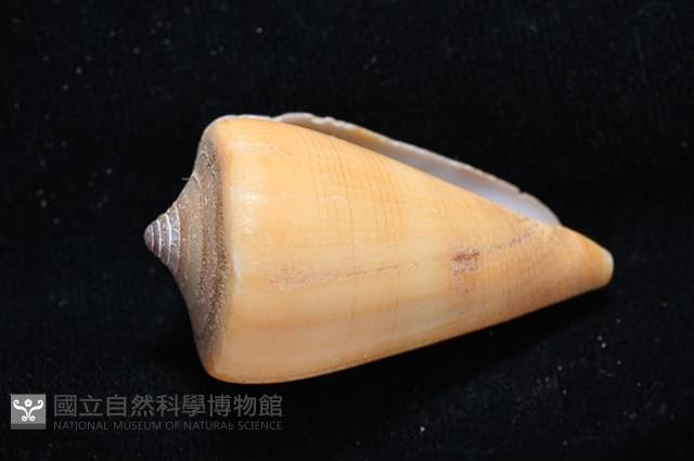 蠟黃芋螺藏品圖，第7張