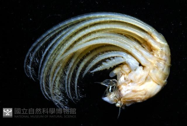 司氏鎧茗荷藏品圖，第7張