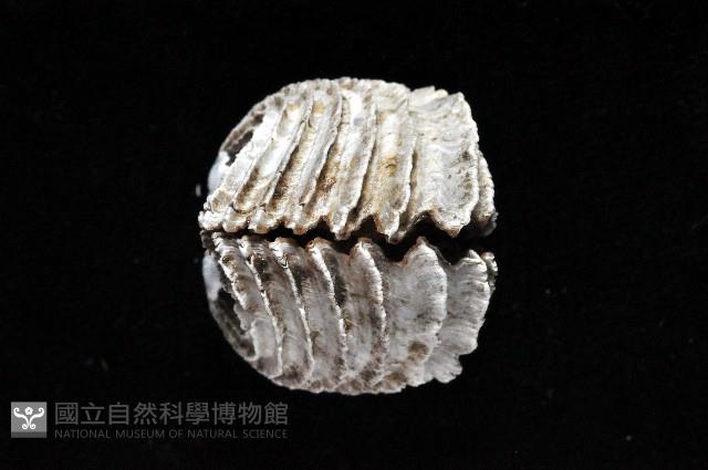 龍王圈心蛤藏品圖，第7張