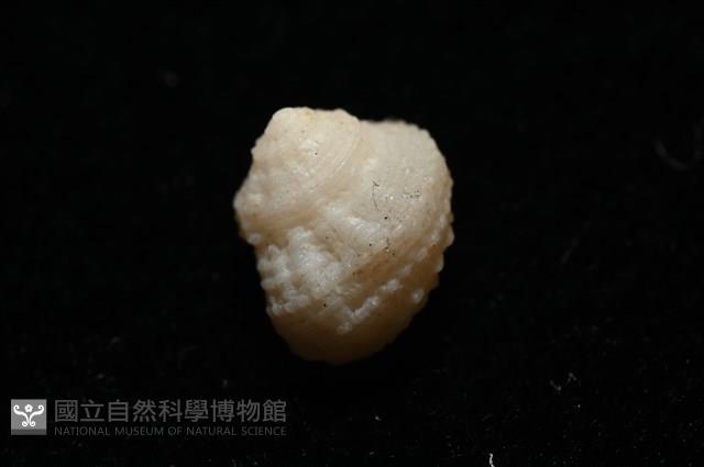 荔枝花冠螺藏品圖，第7張