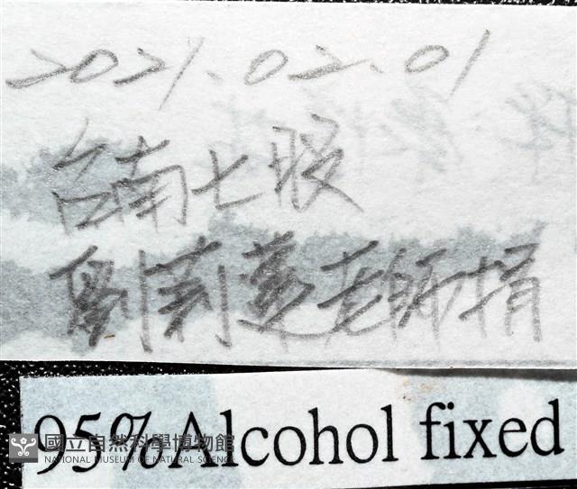 馬鞍(扁平)障泥蛤藏品圖，第7張