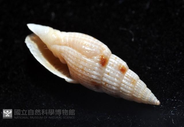 水月蛹筆螺藏品圖，第7張