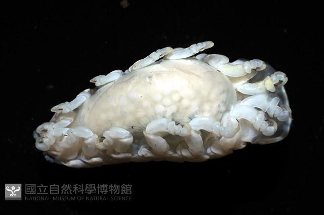 未知種縮頭水虱藏品圖，第7張
