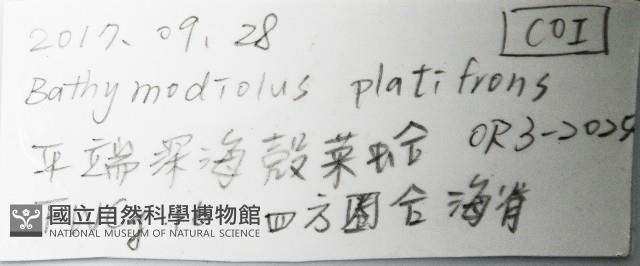 平端深海殼菜蛤藏品圖，第7張