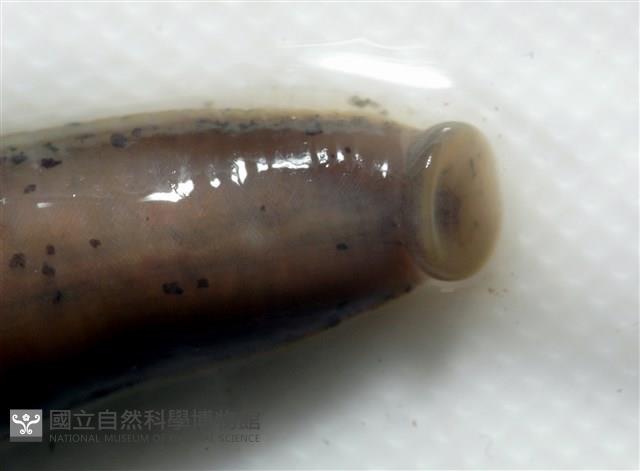 光潤金線蛭藏品圖，第6張