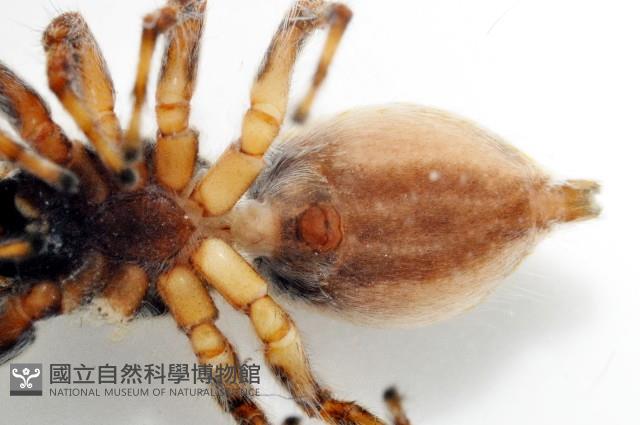 雙帶扁蠅虎藏品圖，第7張