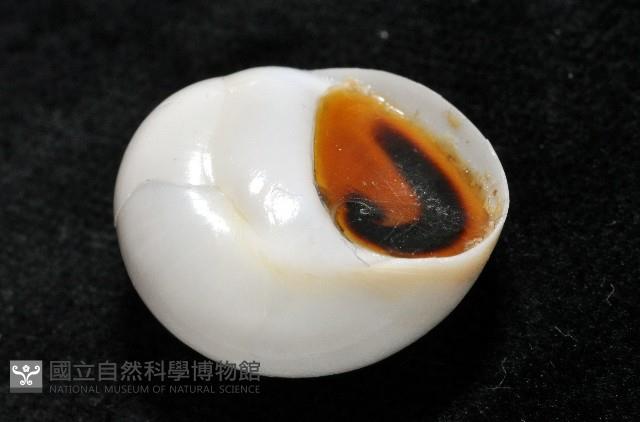 臍孔白玉螺藏品圖，第7張
