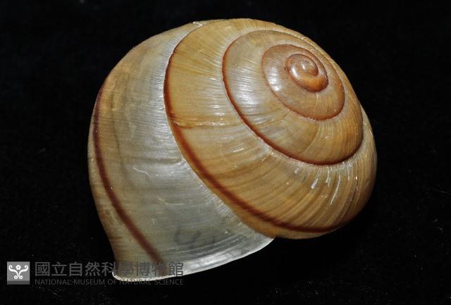 金崙栗蝸藏品圖，第7張
