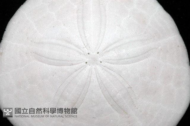 盾形網溝海膽藏品圖，第7張