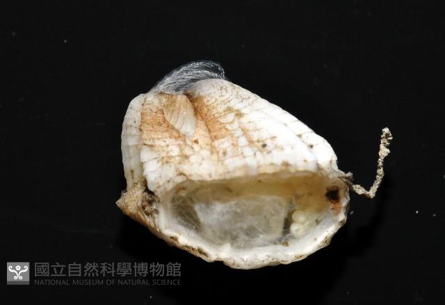 貝雕吻花籠藏品圖，第7張