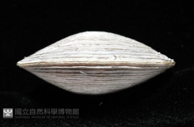 環紋扁滿月蛤藏品圖，第7張