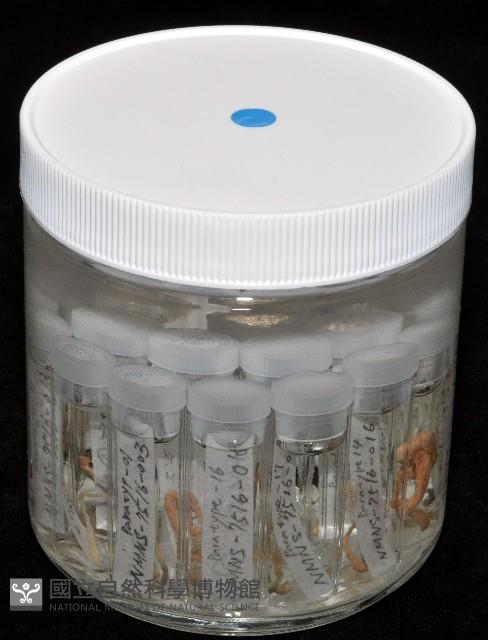 梧棲搓蟄蟲藏品圖，第7張