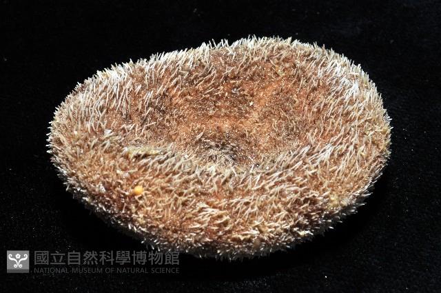 網楯海膽藏品圖，第7張