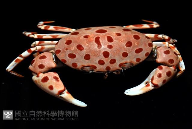 扁平多囊蟹奴藏品圖，第7張