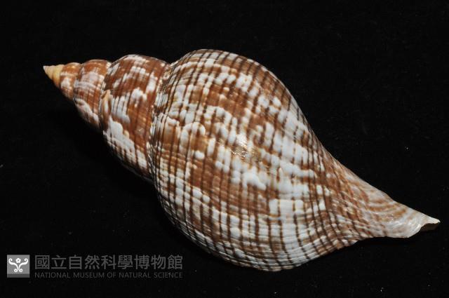 鬱金香旋螺藏品圖，第7張