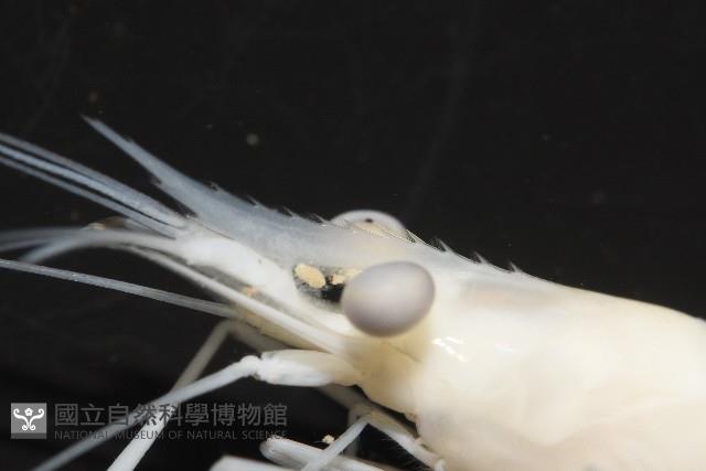 澳洲(南海)沼蝦藏品圖，第7張