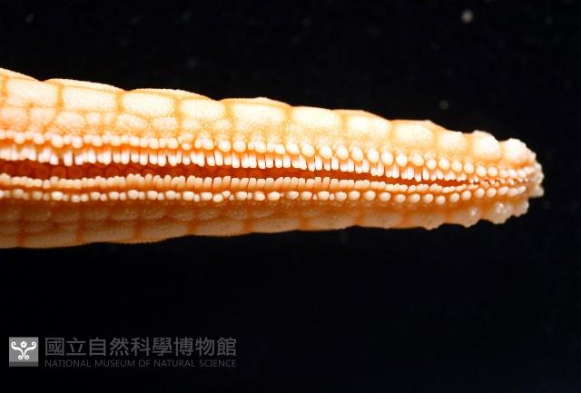 單鏈蛇星(珠鏈單鰓海星)藏品圖，第7張