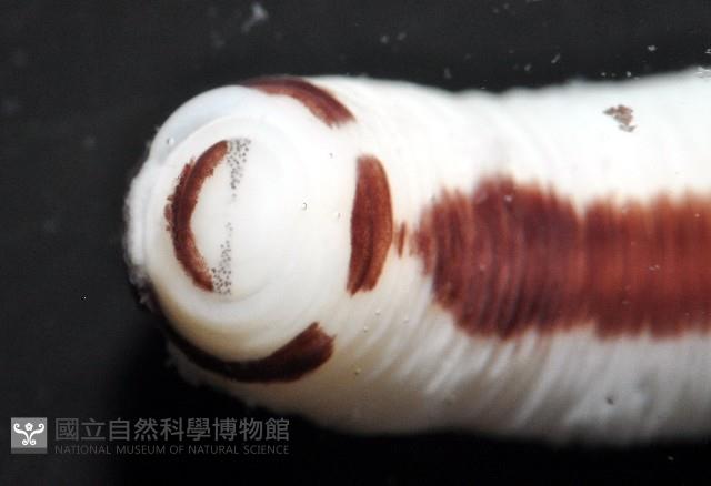 曙光無溝紐蟲藏品圖，第7張