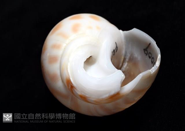 妃珍鳳螺藏品圖，第7張