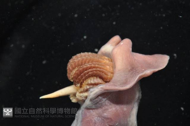 外藤壺藏品圖，第7張