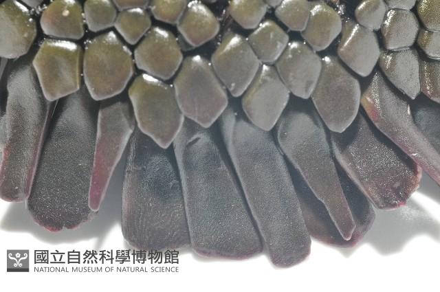 默氏笠海膽藏品圖，第7張