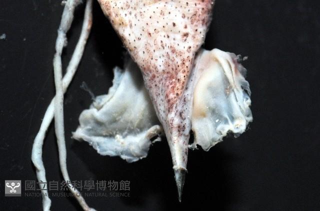 未知種皮羅魷魚藏品圖，第7張