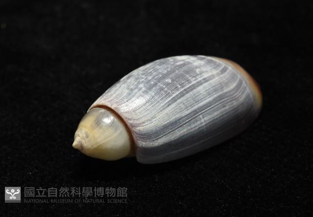 扭軸彈頭螺藏品圖，第7張