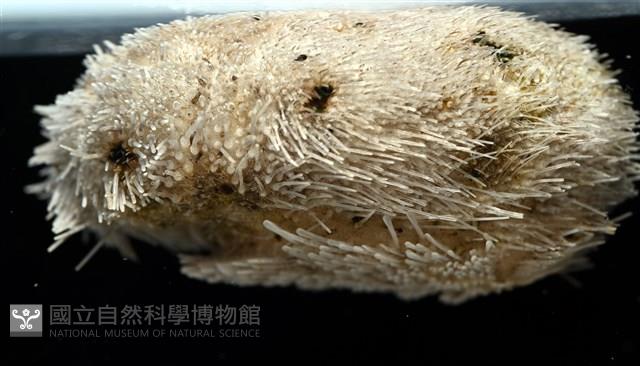 脊背壺海膽藏品圖，第7張