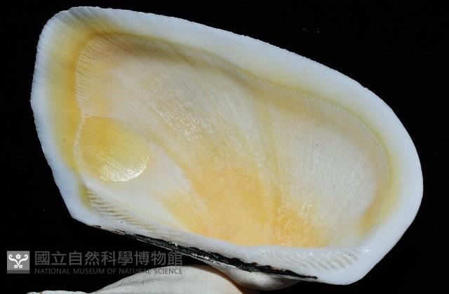 半扭魁蛤藏品圖，第7張