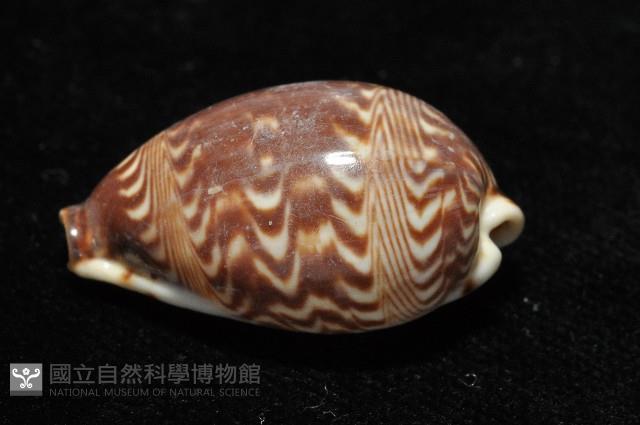 山水寶螺藏品圖，第7張