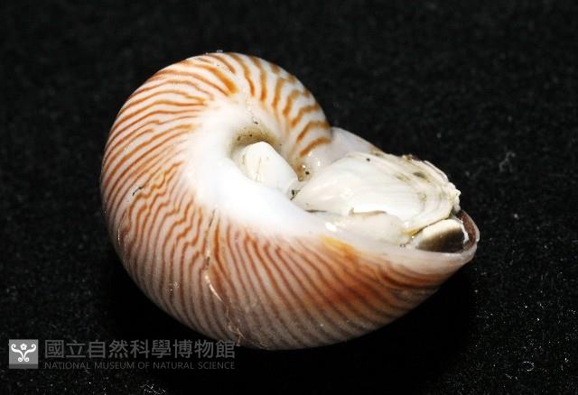 細紋玉螺藏品圖，第7張