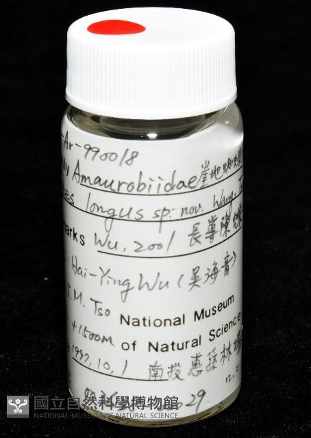 長亞隙蛛藏品圖，第7張