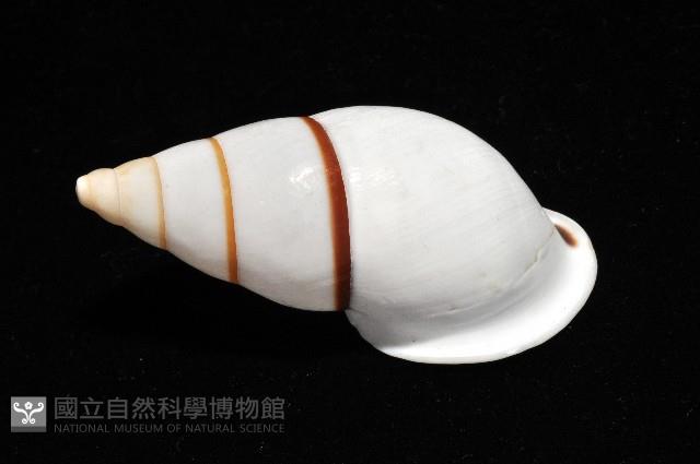 美嬌蝸牛藏品圖，第7張