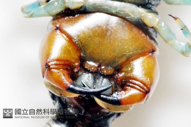 日本巨蜈蚣藏品圖，第7張