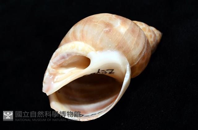 錫蘭鳳螺藏品圖，第7張