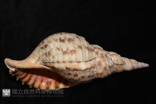 大法螺藏品圖，第7張
