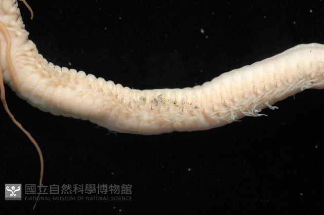 刺管薩歐蟲藏品圖，第7張