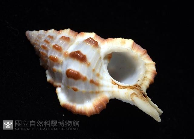 褐廇翼法螺藏品圖，第7張