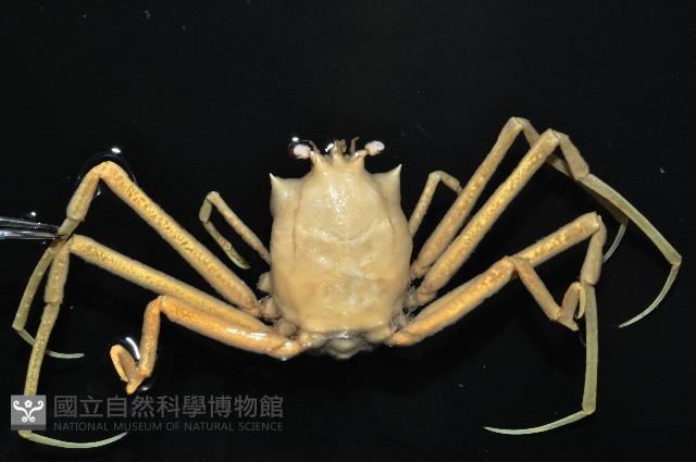 西伯加曼人面蟹藏品圖，第7張