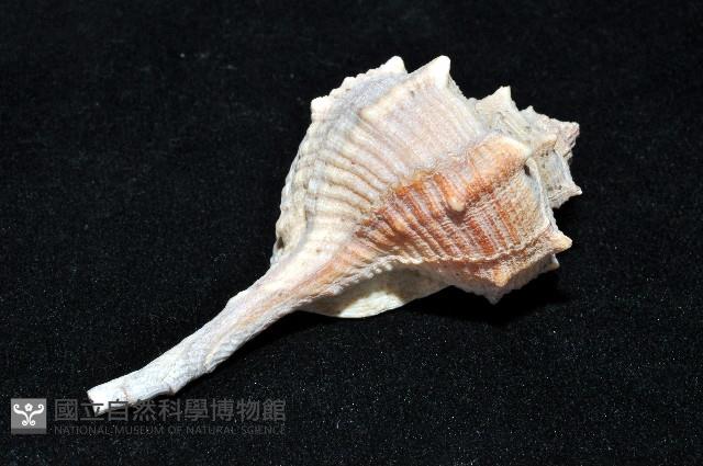 染料骨螺藏品圖，第7張