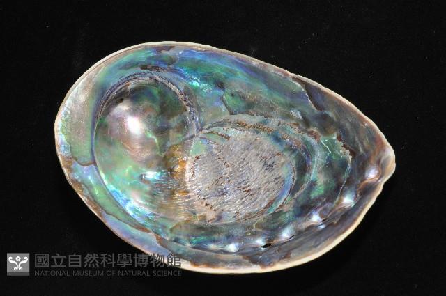 紐西蘭鮑螺藏品圖，第7張