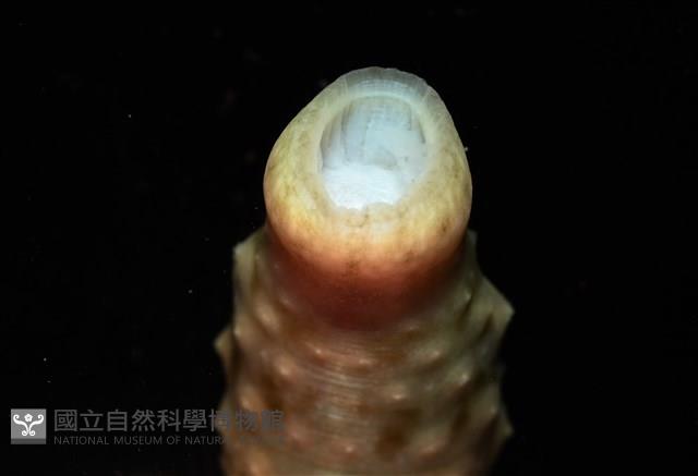 未知種海蛭藏品圖，第7張