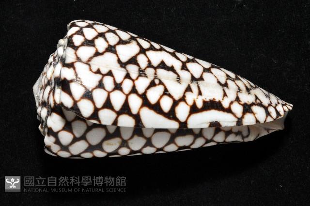 大理石芋螺藏品圖，第7張